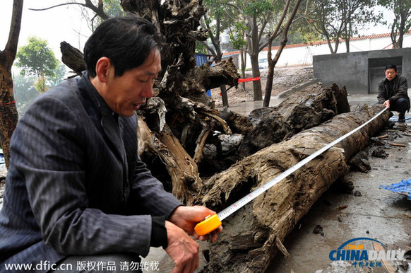 重庆一工地挖出十几吨乌木 一夜被人盗走4吨