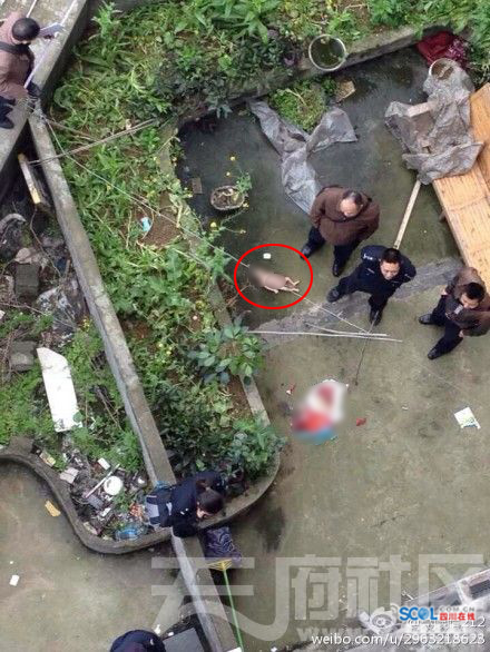 南充一婴儿被扔下楼摔死 警方逐户排查