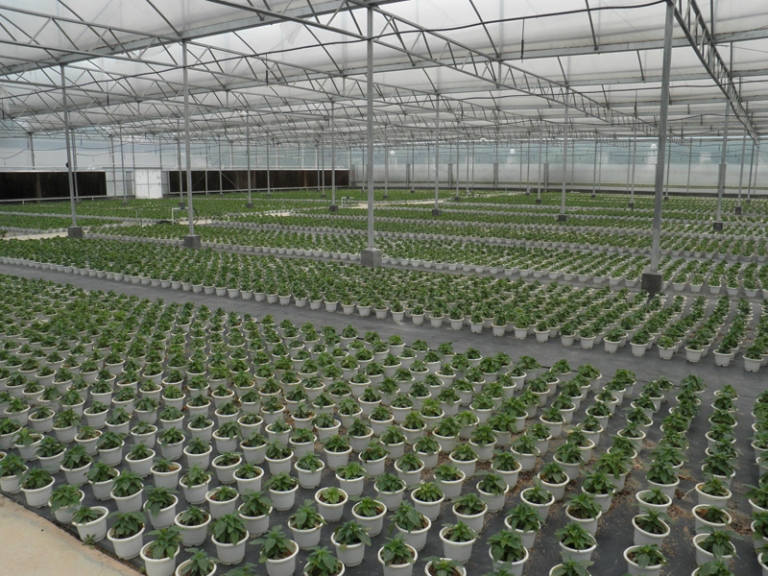 市仙湖植物园大运会应急花卉生产项目进展顺利