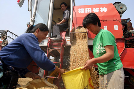 山西运城小麦喜开镰