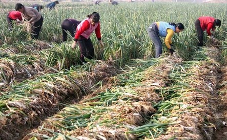 山西运城政府价格调节基金基地蔬菜丰收