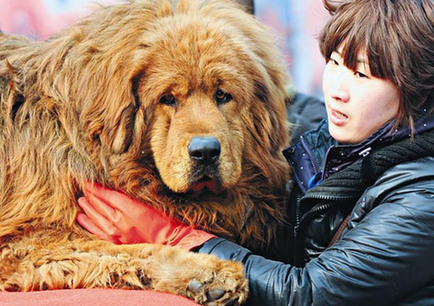 獒王太原竞秀 不少身价超百万(图)