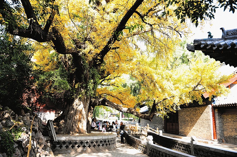 太原西山之秋 风景美不胜收
