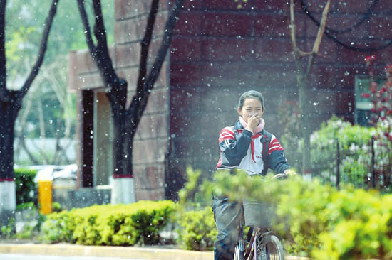 柳絮纷飞 杨絮似雪