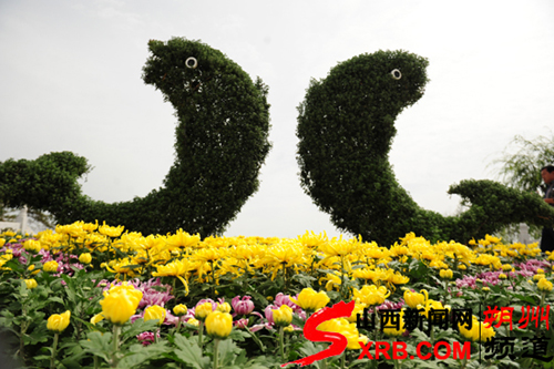 “大美家园”菊花展尽显朔州城市魅力