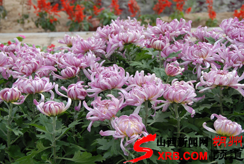 “大美家园”菊花展尽显朔州城市魅力