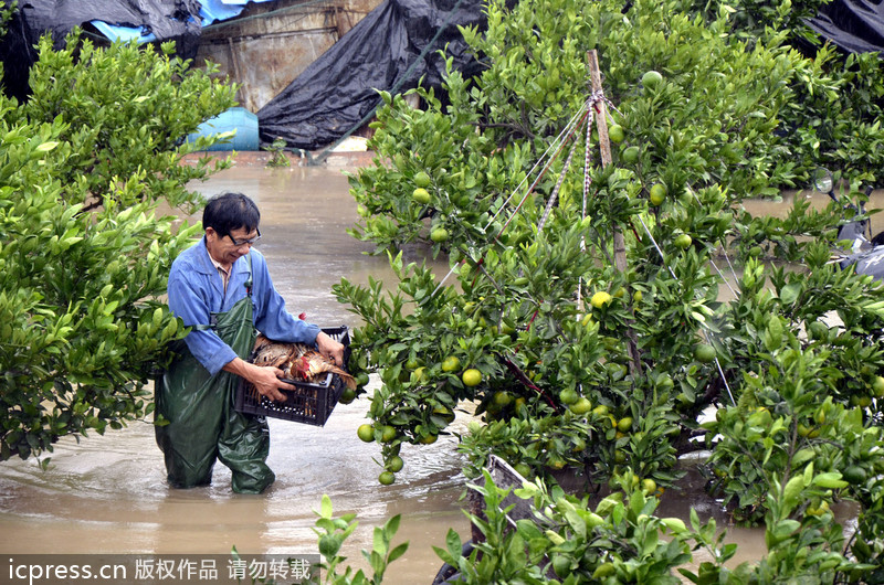 寿阳松塔镇:小土豆趟出致富路[2]