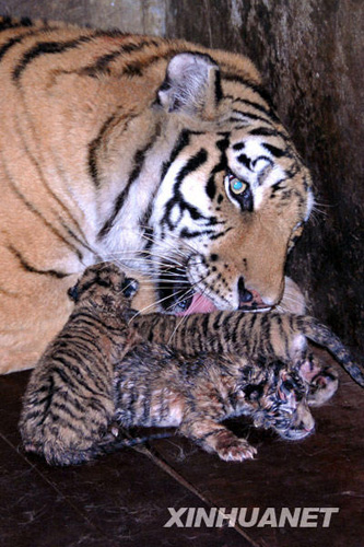 深圳野生动物园东北虎产下罕见“五胞胎”