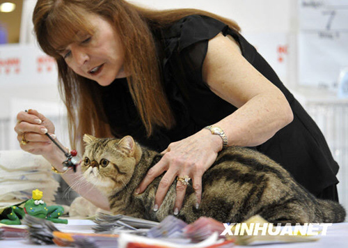 深圳举办亚洲国际猫咪展