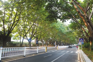 福永温馨路改造工程竣工