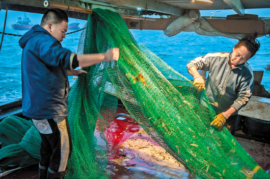 深圳最后的“海上猎人”：大澳鱼鱼鳔卖了10万元
