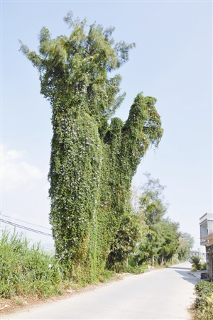 深圳遭超过百种外来植物入侵 看似天灾实为人