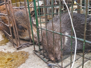 观澜肉菜市场:猫豪猪蟒蛇样样在卖 谁之过[2]