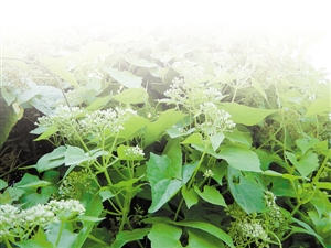 110余种植物入侵深圳 - 中国在线