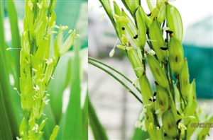 深圳科学家独创植物染色体杂交技术引发世界科学界关注
