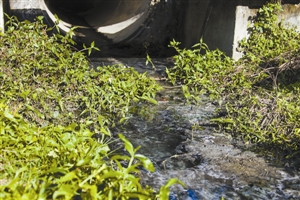 网上视频曝梧桐山河遭污染,啥情况?生活污水入