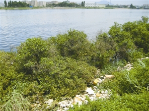 为建设让步的红树林带何期复植 带你看“湿地之痛”