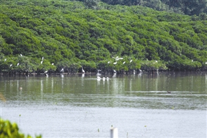 为建设让步的红树林带何期复植 带你看“湿地之痛”