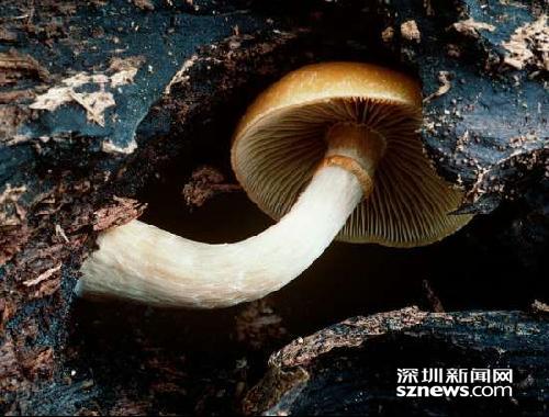 毒蘑菇有多毒？深圳毒蘑两年放倒4条人命