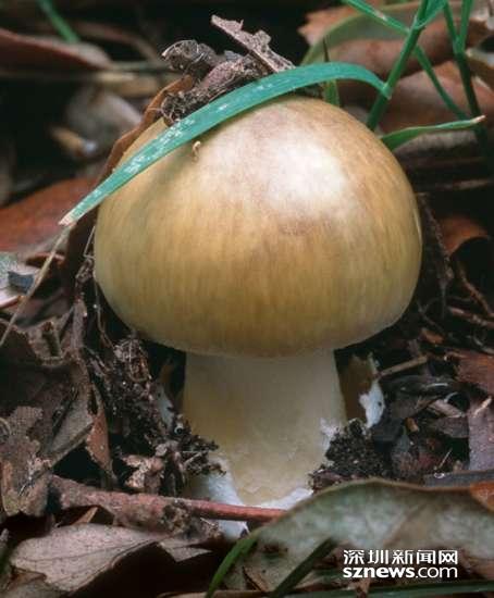毒蘑菇有多毒？深圳毒蘑两年放倒4条人命