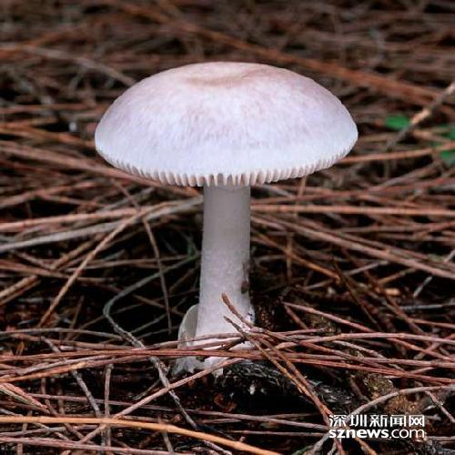 毒蘑菇有多毒？深圳毒蘑两年放倒4条人命