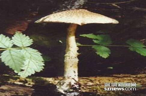 毒蘑菇有多毒？深圳毒蘑两年放倒4条人命