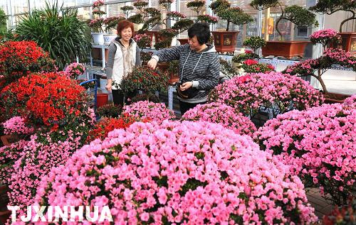 天津举办迎春花卉节