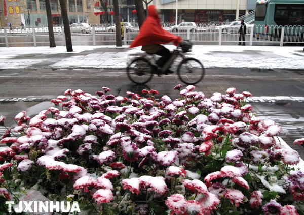 天津迎来兔年首场降雪