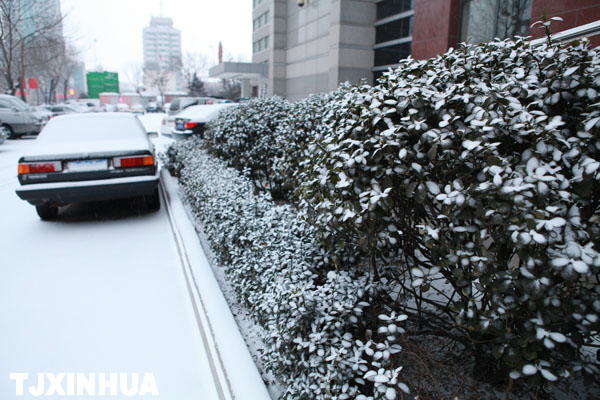 天津迎来兔年首场降雪