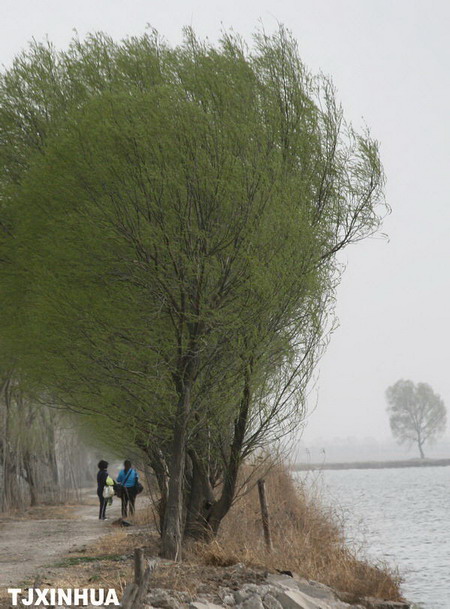天津：春到七里海