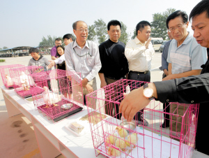 网传KFC惊现问题鸡 记者访源头现场探真相