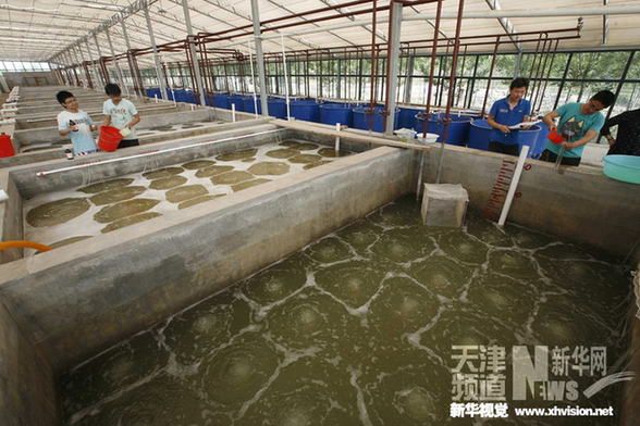 天津宁河七里海河蟹进入孵化期
