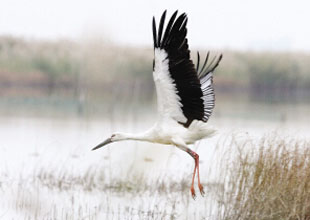 中国日报网天津频道