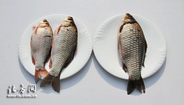 注册地理标志证明商标 潮白河鲫鱼一周后面市