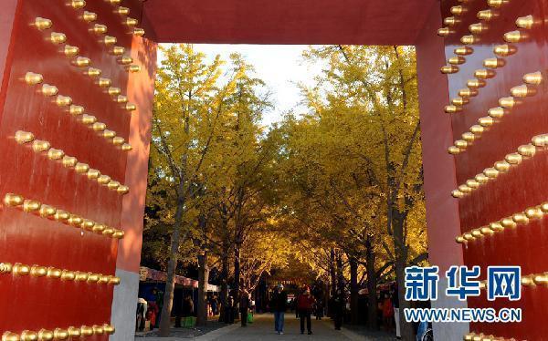 北京银杏秋色浓(组图)