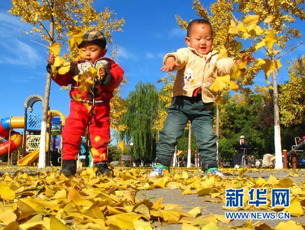 北京银杏秋色浓(组图)