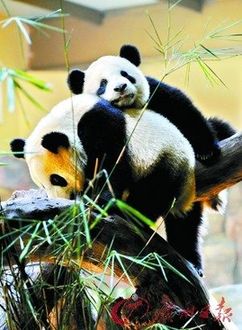 林业部:中国大熊猫已逐步摆脱濒临灭绝危险