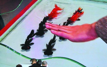 《年年有鱼》魔术师傅琰东:揭秘没有一个对的