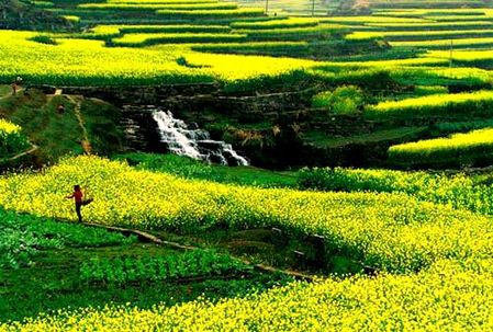 踏青赏花国内绝佳目的地