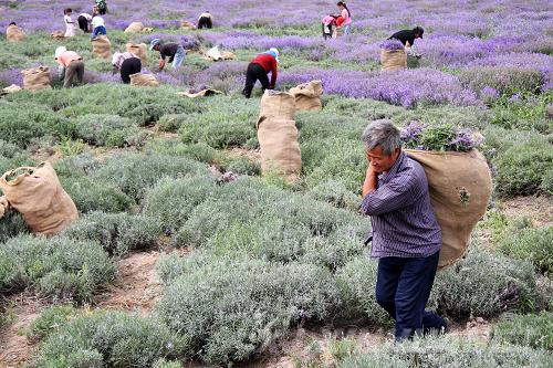 中国最大薰衣草种植基地将举办薰衣草旅游节