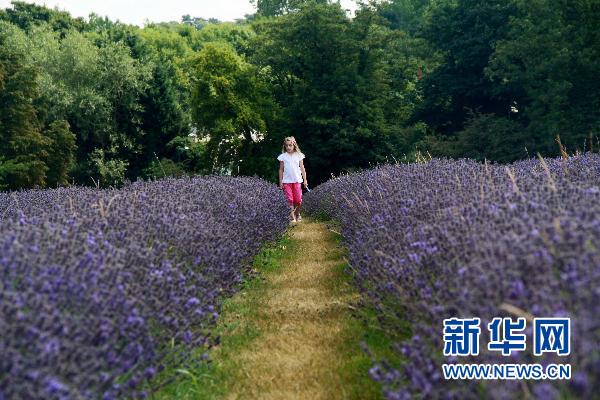 中国最大薰衣草种植基地将举办薰衣草旅游节