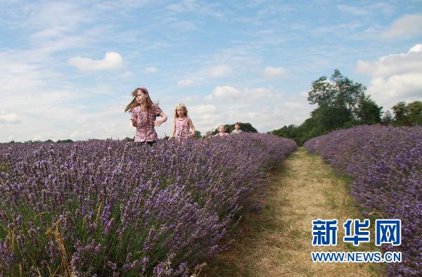 中国最大薰衣草种植基地将举办薰衣草旅游节