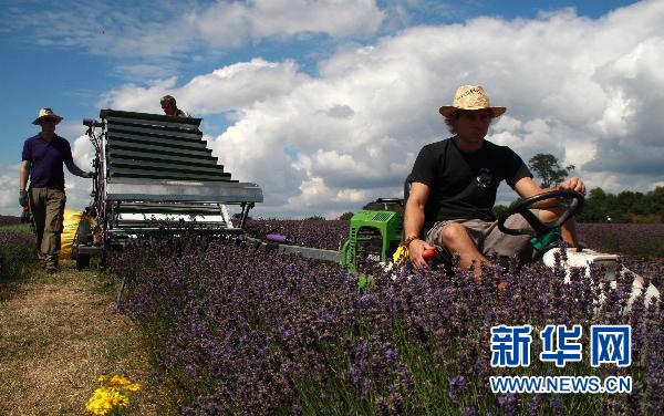 中国最大薰衣草种植基地将举办薰衣草旅游节