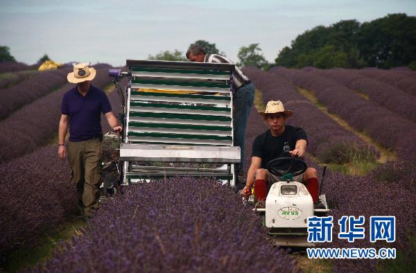 中国最大薰衣草种植基地将举办薰衣草旅游节
