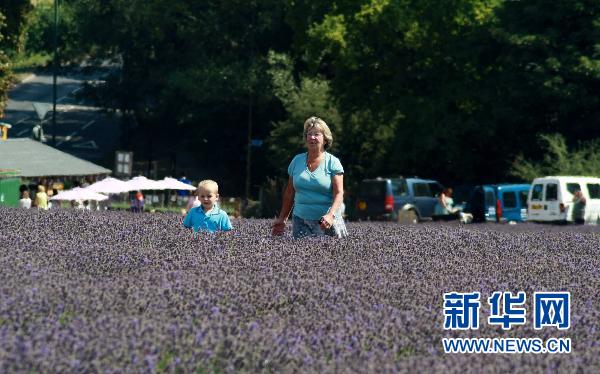 中国最大薰衣草种植基地将举办薰衣草旅游节