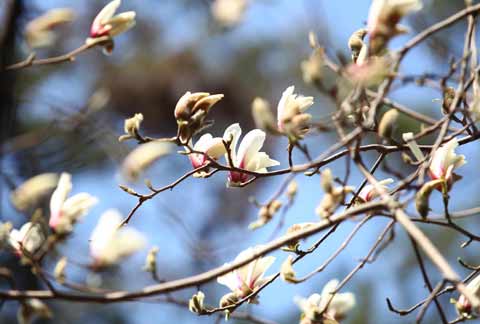 京城玉兰巧结缘 禅寺声中话久长(图)