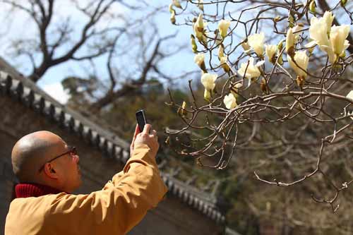 京城玉兰巧结缘 禅寺声中话久长(图)
