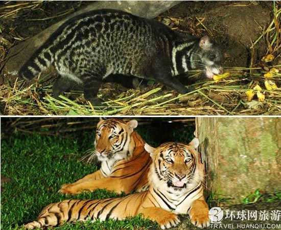 世界首座夜间野生动物园(图)