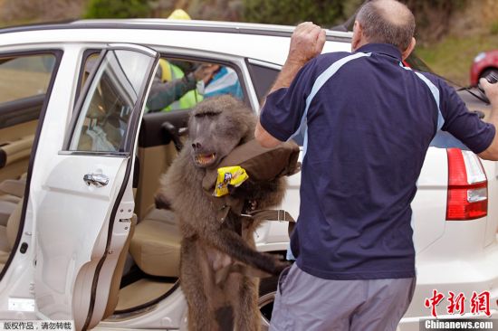 南非开普敦狒狒胆大包天 公然“打劫”游客