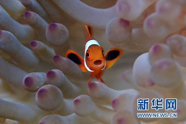 斑斓海底世界：“地球上最后的天堂”(组图)